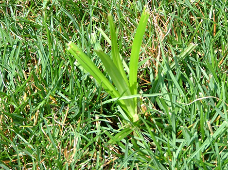 nutsedge weed growing in lawn
